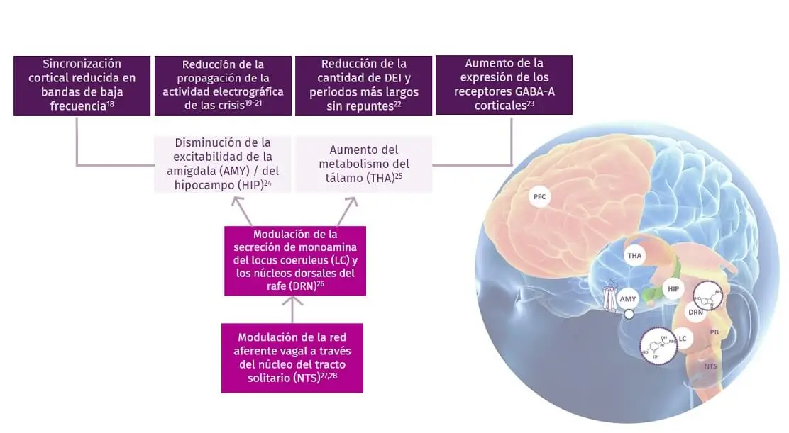 VNS Therapy™ Mechanisms of Action