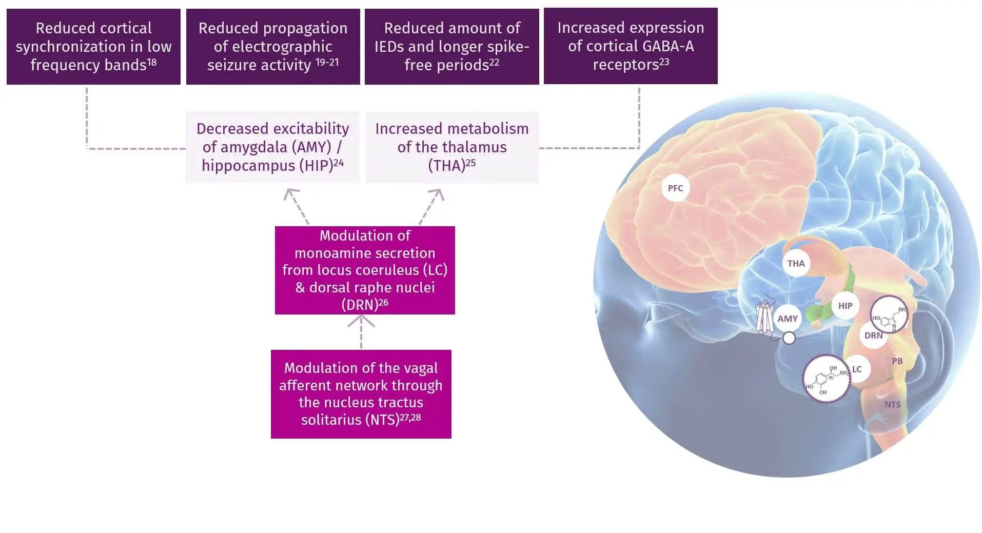 VNS Therapy™ Mechanisms of Action