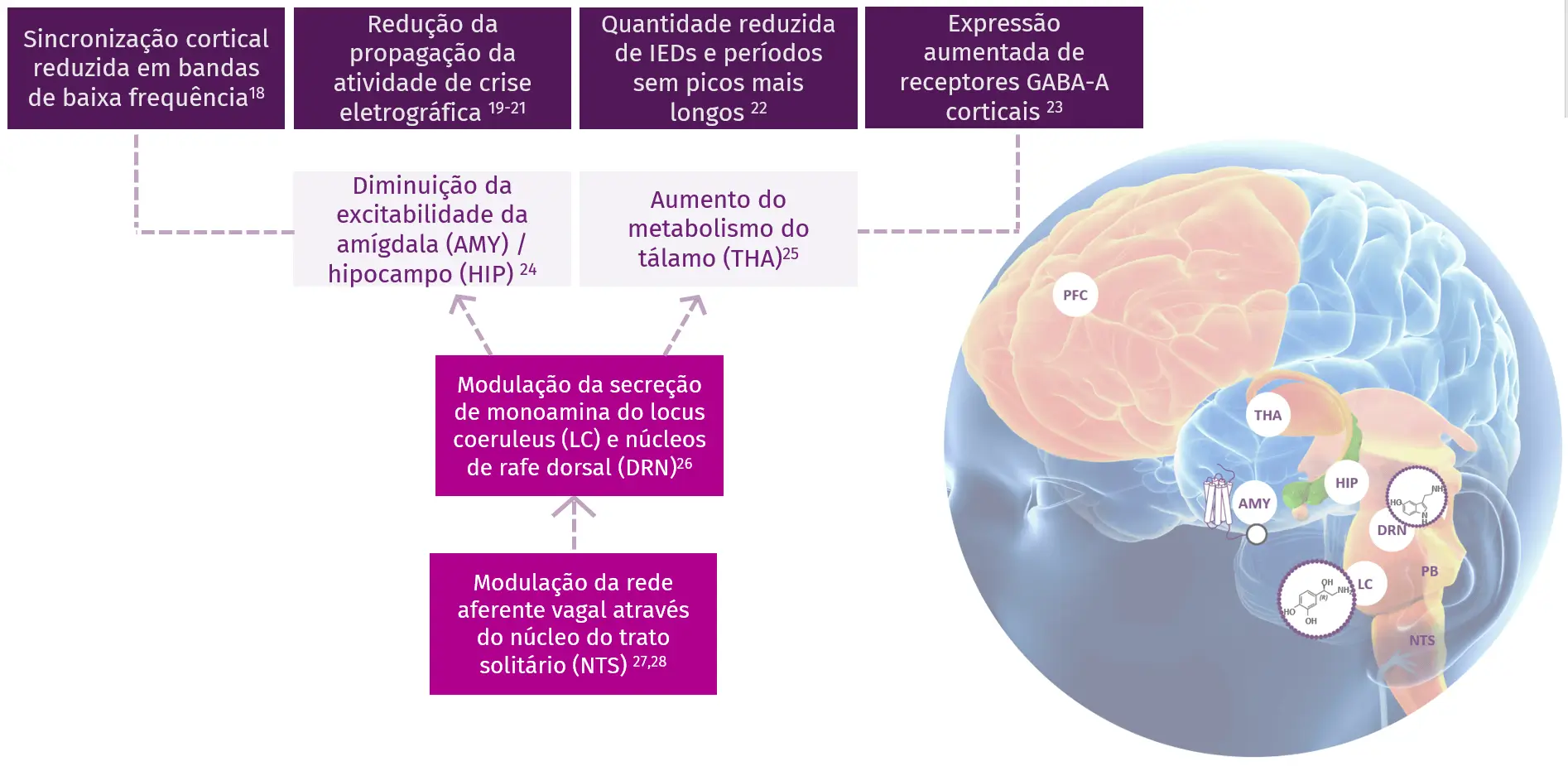 VNS Therapy™ Mechanisms of Action